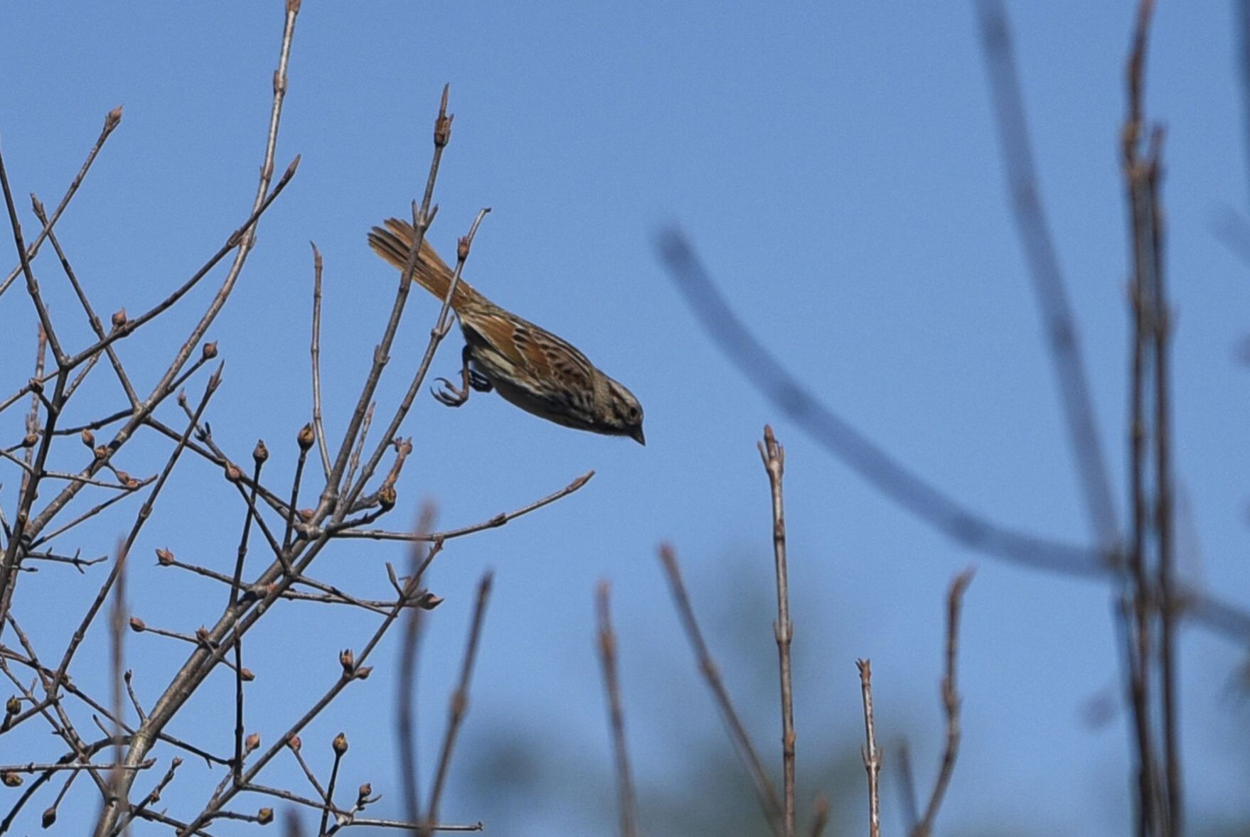 Small bird flies from a thick shrubbery patch
